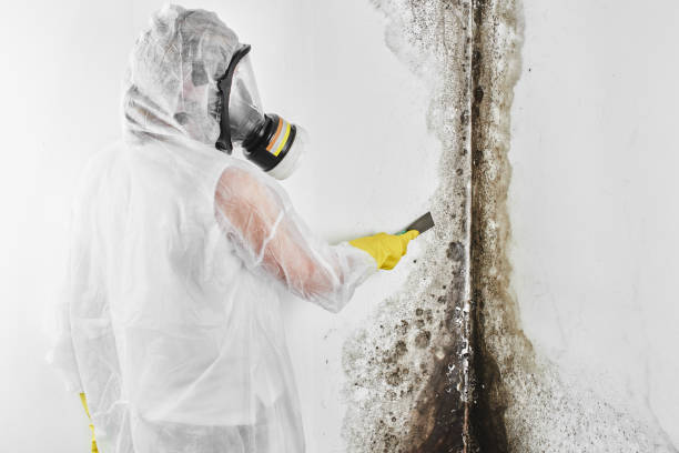 Best Attic Mold Removal  in Van Alstyne, TX