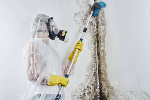 Best Office Mold Removal Services  in Van Alstyne, TX