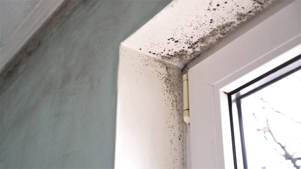 Best Mold Damage Repair  in Van Alstyne, TX