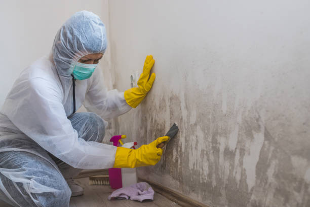 Professional Mold Removal in Van Alstyne, TX