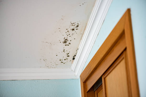 Best Professional Mold Removal  in Van Alstyne, TX