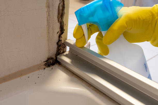 Best Home Mold Removal  in Van Alstyne, TX