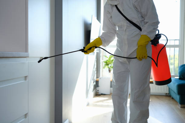 Best Certified Mold Removal  in Van Alstyne, TX