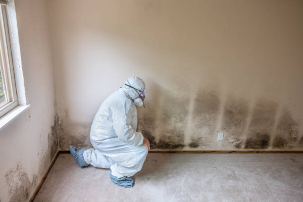 Best Crawl Space Mold Removal  in Van Alstyne, TX
