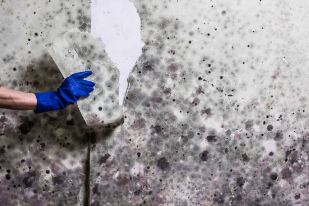 Best Black Mold Removal  in Van Alstyne, TX