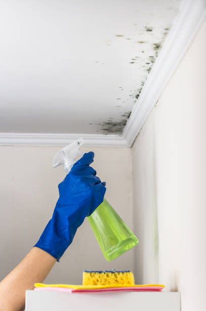 Best Mold Cleaning Services  in Van Alstyne, TX