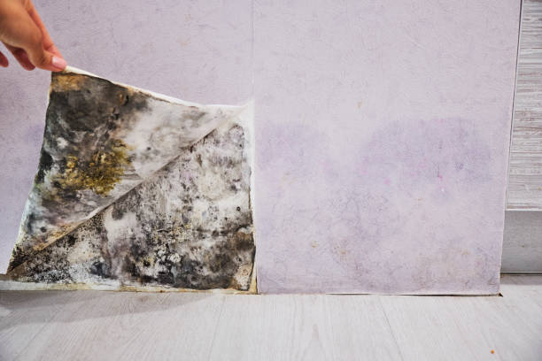 Best Same-Day Mold Removal  in Van Alstyne, TX